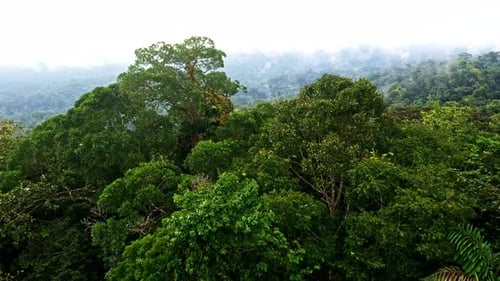 Close up of a tropical forest canopy showing the biodiversity