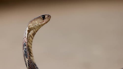 Indian Spectacled Cobra Snake Venomous with Its Hood Lat