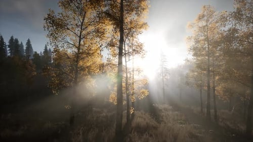 Sun Beams Through Trees