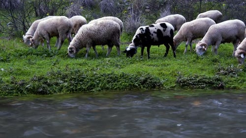 The Mammal Animal Sheep Near The River 1