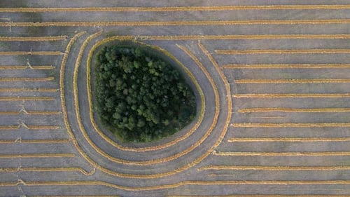 Aerial vertical shoting sidewards over island of trees within a wheat field in the Canadian prairies