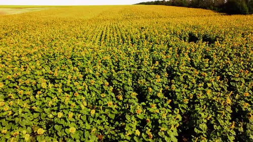 Aerial drone view of a flying over the sunflower field