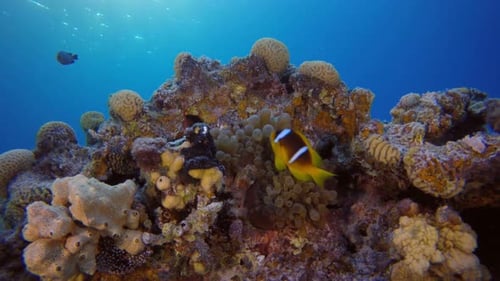 Clown Fish and Red Sea Anemone