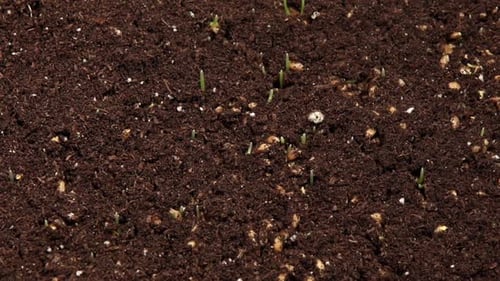 Laps de temps de croissance de l'agropyre