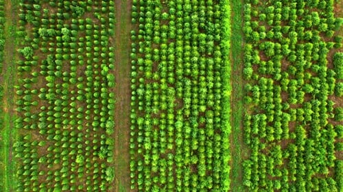 Aerial view of afforestation of the area. Industrial tree plantation.