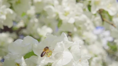 Bienen- und Apfelblüten