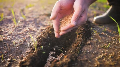 Close Up Planting Seeds in Rural Farm Soil