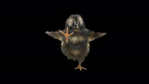 Cute Fluffy Chick Dancing Animation