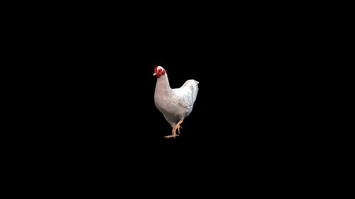 Chicken Walk 2