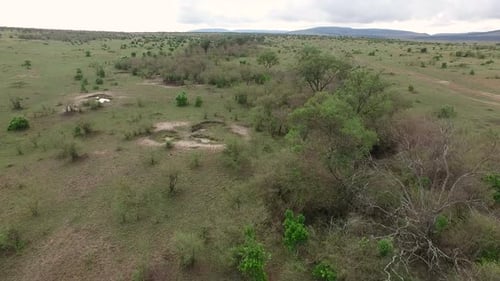 Aerial view of trees on a land