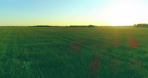 Low Altitude Flight Above Rural Summer Field with Endless Yellow Landscape at Summer Sunny Evening