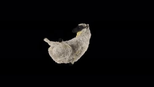 Animated Sheep Grazing Loop