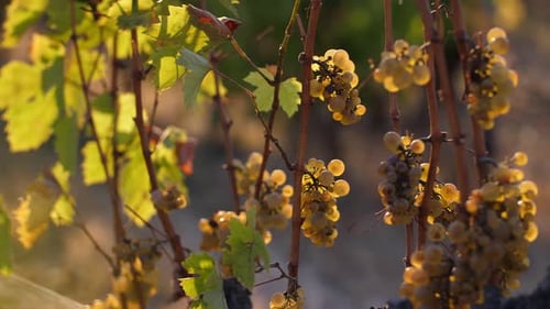 Grapes Ripening on the Vine in Vineyard