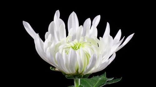 White Chrysanthemum Flower Blooming in Time Lapse