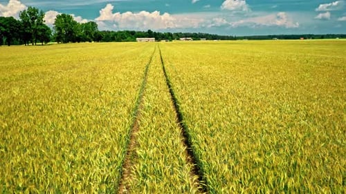 Golden fields of wheat in summer Poland, aerial view