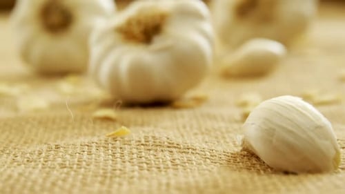 Garlic Bulbs and Clove on Burlap