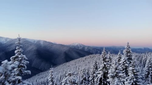 Aerial Flying Above Winter Forest in Mountain Valley at Sunrise