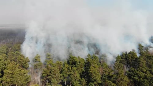 A Large Area of Forest Is Burning. Aerial Large-scale Forest Fire. Fire in the Pine Forest View From