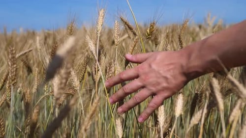Nahaufnahme einer Bauernhand, die Weizenohren im Feld bei Sonnenuntergang berührt.