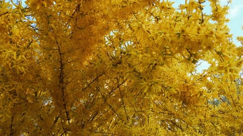 Leaves on forsythia branches in spring.