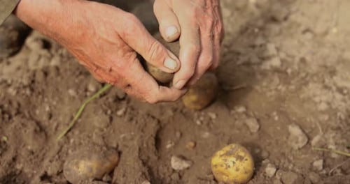 Hands Harvesting Fresh Potatoes in a Field