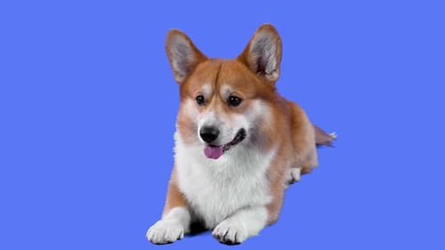 A Friendly Pembroke Welsh Corgi Lies with His Tongue Hanging Out in the Studio on a Blue Background