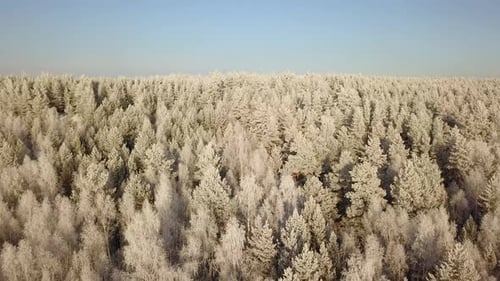 Winter Forest