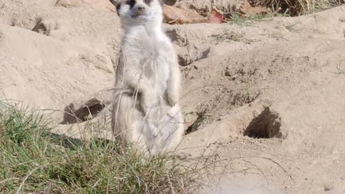 Suricata steht auf einer Wache. Neugieriges Erdmännchen (Suricata suricatta).