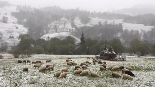 Flock of Sheep Grazing in a Snowy Field