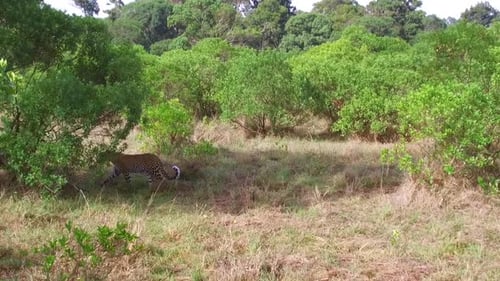 Leopardenwandern in der Savanne bei Afrika