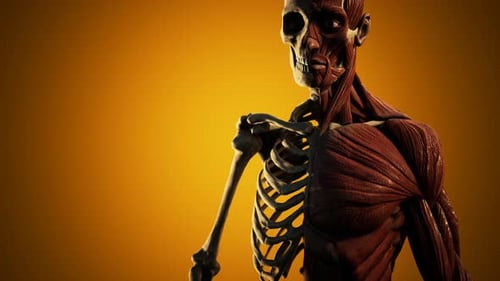 Human Anatomy Skeleton and Muscular System 3D Model Rotation
