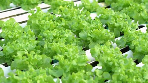 panning shot of Green Oak hydroponics vegetable farming
