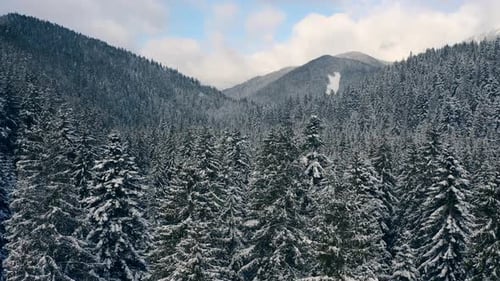 Winter Forest Snow Pine Trees Landscape Drone Shooting Video
