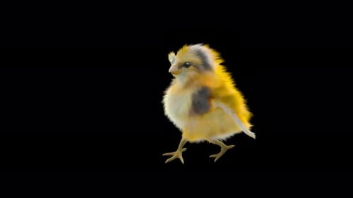 Dancing Fluffy Baby Chick Loop Animation