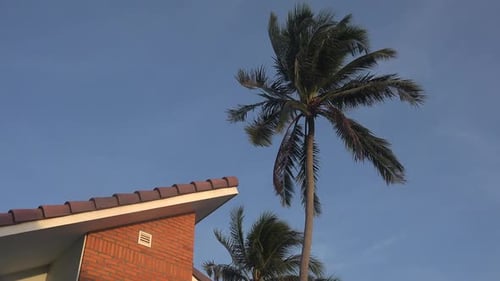 Palm Trees Swaying Next to Building on Sunny Day