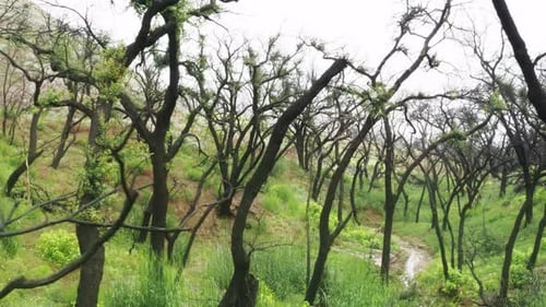 Vol aérien en douceur, paysage naturel, journée d'été nuageuse, forêt mystérieuse