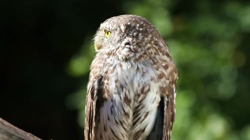 Owl