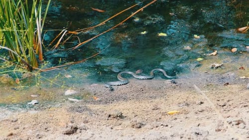 Snake Crawls Along the River Bank Viper in the Water