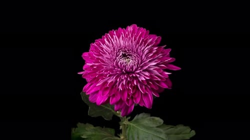 Blooming Pink Chrysanthemum Rotating on Black Background