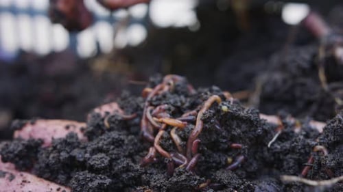 Close up of red worms inside fertile organic garden soil