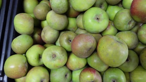 Overhead View of a Collection of Green Apples
