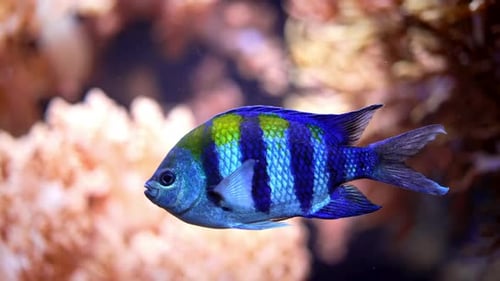 Blue Striped Fish Swimming By Coral Reef