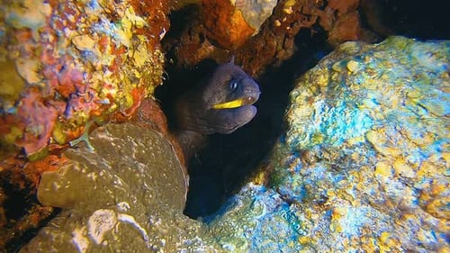 Moray Eel Peeking from Tropical Coral Reef