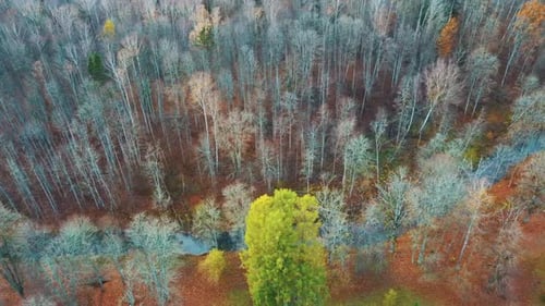 River and Colorful Forest Woodland at Autumn Trees Forest Landscape Aerial Shot