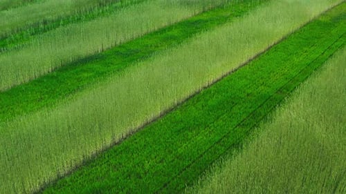 Beautiful Striped Wheat Field