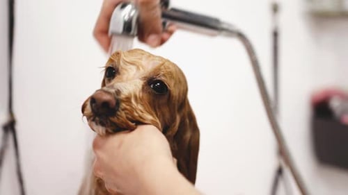 Dog Being Rinsed with Shower Head