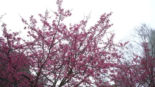 Spring Blossom