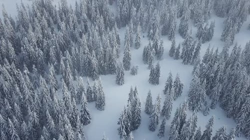 Fly above snowy forest. Aerial drone view. Winter Mountains