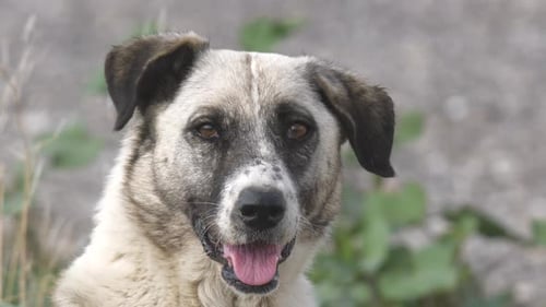 Dog Portrait with Open Mouth Close Up