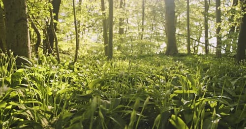 Forest Ground with Grass and Beautiful Sunlight Shining in Between the Trees